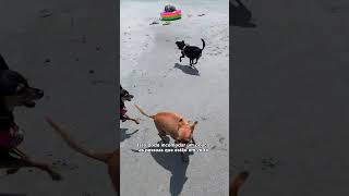 3 MOTIVOS PRA VOCÊ NÃO LEVAR SEU CACHORRO PRA PRAIA [upl. by Ljoka]