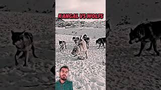 KANGAL VS WOLF 🐺 dog wolf gigachadtheme keşfet animals husky phonk motivation shorts [upl. by Lever]