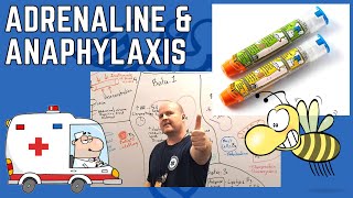 Why Adrenaline is Vital for Anaphylaxis Understanding Adrenergic Receptors [upl. by Adnilec]