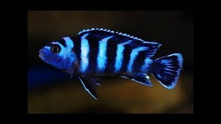 Demasoni and Blue lab Cichlids Part 1 [upl. by Berthe]