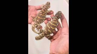 Updated How To Sex Ornate Uromastyx [upl. by Friedly]