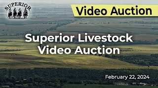 Superior Livestock Auction  Video Auction [upl. by Blasien]