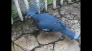 Victoria Crowned Pigeon with booming call [upl. by Amati]