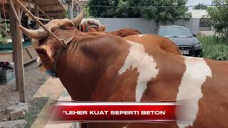 KARAWANG PUNYA SAPI BAKALAN SUPER  BAKALAN SUPER HASOGI FARM KARAWANG [upl. by Kenon]