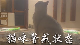 暴躁貓咪e夢醬：陌生人又闯入了我的家，还好家里有个狗屋！萌宠猫咪 [upl. by Alisan]