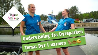 Undervisning fra Dyreparken Dyr i varmen 🐒♨️😅 [upl. by Airehtfele594]