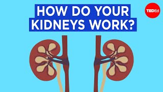 How do your kidneys work  Emma Bryce [upl. by Garceau]