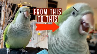 Understanding Quaker Parrot Body Language [upl. by Ydnahs]