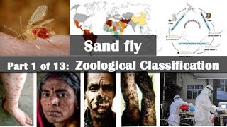 Sand fly Zoological Classification [upl. by Ainslie]