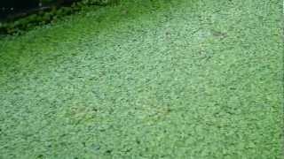 Bioponica Incubator Growing Heaps of Duckweed [upl. by Anerec]