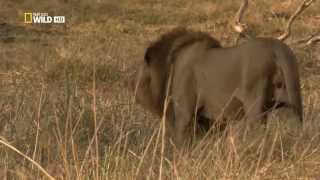 Lions aggressive fight [upl. by Kathe]