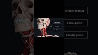 Palpable Arteries  pulses  pulses checking [upl. by Primaveria]