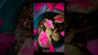 Portrait Leaf photography with Lightroom edit photography naturephotography shortvideo [upl. by Yraunaj825]