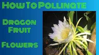 How To Pollinate Your Dragon Fruit Flowers [upl. by Alanah806]