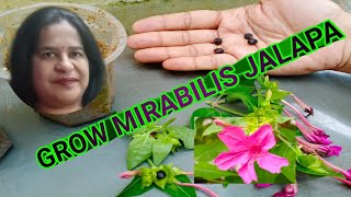 How to grow Mirabilis jalapa from seeds [upl. by Hsoj]