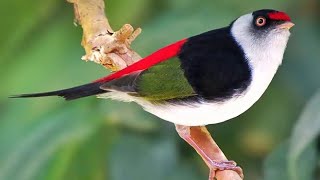 Pin Tailed Manakin Bird [upl. by Adnirolc]