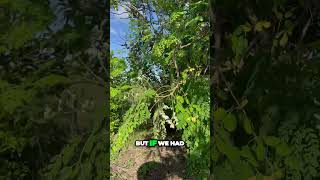 Beautiful MORINGA in flower moringatree foodforest [upl. by Ronoh]