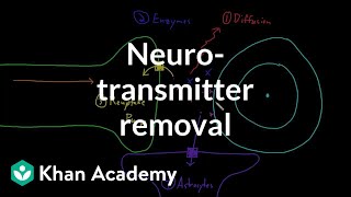 Neurotransmitter removal  Nervous system physiology  NCLEXRN  Khan Academy [upl. by Uohk]