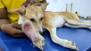 Rescue dogs leg wound was nasty and fractured [upl. by Joshuah]