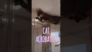 cat acrobatics catshorts cat funny catlover cats [upl. by Evars]