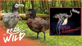 The Real Reason Why Dodo Birds Went Extinct  Dodo Bird Documentary [upl. by Garold671]