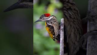 Oriental flameback bird voice for sleep 💤Nature with relaxation orientalflamebacksleep [upl. by Taam]