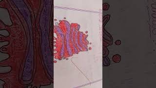 Golgi apparatus easy diagram 🙃🙃 [upl. by Selokcin406]