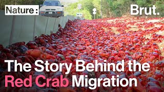 The Story Behind the Red Crab Migration on Christmas Island [upl. by Ahsinned]