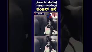 ಮತ್ತೆ ಫೈಟ್ ಮಾಡಿಕೊಂಡ ಧನಂಜಯ ಮತ್ತು ಕಂಜನ್ ಆನೆಗಳು  shorts dasaraelephants suvarnanews [upl. by Eemak]