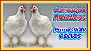 Consejos prácticos para Criar POLLOS ǀ MSc Jannin Hernández Blandón [upl. by Salguod549]