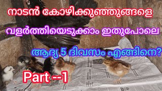 കോഴിക്കുഞ്ഞുങ്ങളുടെ ആദ്യ 5 ദിവസം part1 [upl. by Niriam197]