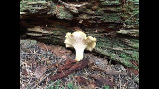 How to find Chanterelle Mushrooms  Oregon [upl. by Nolram]