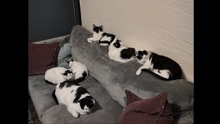 How We Accidentally Adopted 6 Black and White Cats Repost with Music Please Read Description [upl. by Itram]