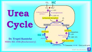 5 Urea Cycle  Amino Acid Metabolism  Biochemistry  NJOY Biochemistry [upl. by Vaules61]