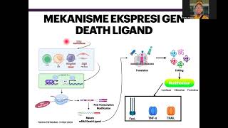 Apoptosis via Extrinsic Pathway FasL [upl. by Solberg]