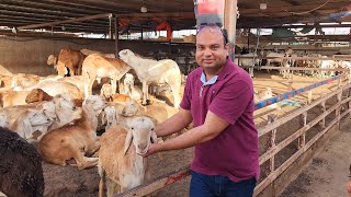 Goat Market Saudi Arabia l Bakra Mandi [upl. by Araccat182]