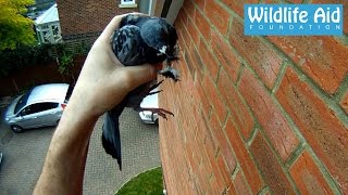 GoPro rescue  Pigeon hanging by the beak [upl. by Geerts]