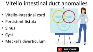 Vitellointestinal duct vitelline fistula Meckels diverticulum  Second year Anatomy MBBS [upl. by Oinoitna]