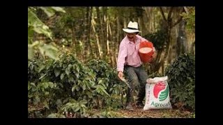 No mires mal los sulfatos es una fuente de nitrógeno amoniacal y azufre para la planta de café [upl. by Aniluap]