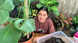 Propagando a mi Monstera Adansonii y transplantando a mi Monstera Deliciosa [upl. by Latrina86]