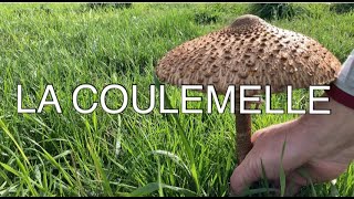 LA COULEMELLE  une lépiote populaire et un champignon délicieux [upl. by Anairda]