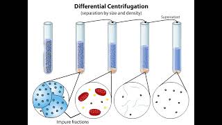 Subcellular Fractionation [upl. by Betthezul]