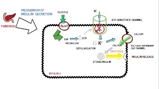 Insulin Signalling Pathway Minardo [upl. by Hanna]