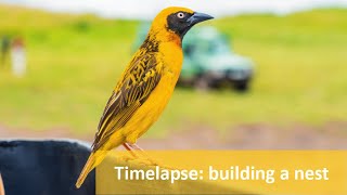 Timelapse of weaver bird building a nest [upl. by Alina]