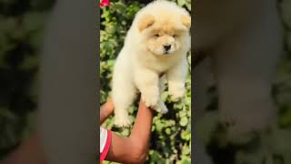 CHOW CHOW❤️CALL 7982188682 reels viralvideo trending youtube youtubeshorts shorts short [upl. by Llednyl]