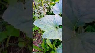 🥶courgette vidanaroça subscribe ⭐⭐⭐⭐⭐ [upl. by Reuben]