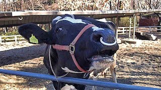 めっちゃ激しく鳴く牛 （埼玉県こども動物自然公園）Cow Moo [upl. by Sartin]