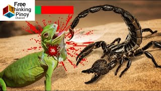 Alam mo ba DELIKADONG ALAKDAN 7 Facts You Didnt Know About Scorpions [upl. by Jonas763]