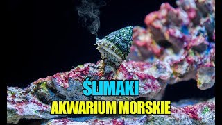 73 Ślimaki  Tectus Trochus Turbo Nassarius Babylonia Strombus  Akwarium morskie [upl. by Kela]