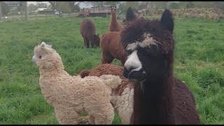 Alpacas investigate intruder  hilarious [upl. by Siol217]